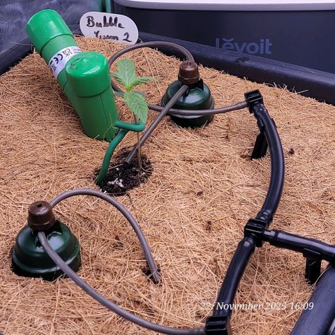 BubbleGum #2 growlog photo: Die Blumat sind drin und verbunden. Gleich folgt die Tankfüllung u Einstellung