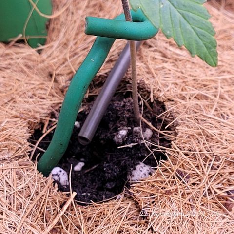 BubbleGum #2 growlog timeline photo