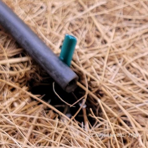 BubbleGum #2 growlog timeline photo