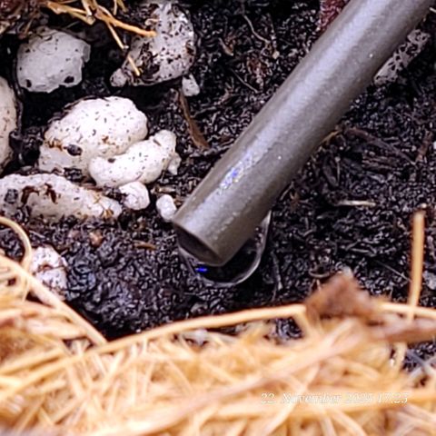 BubbleGum #1 growlog timeline photo