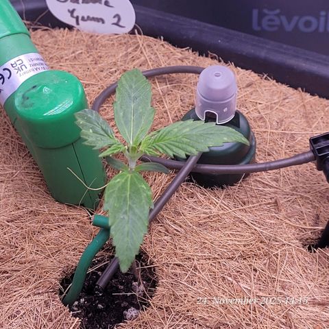 BubbleGum #2 growlog timeline photo
