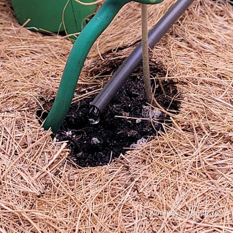 BubbleGum #2 growlog timeline photo