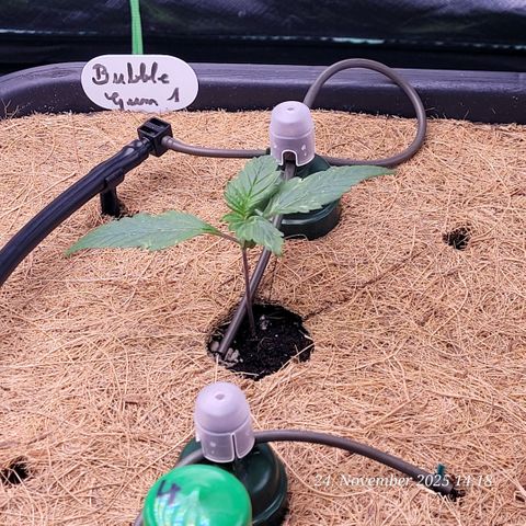 BubbleGum #1 growlog timeline photo