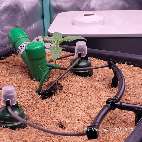 BubbleGum #2 growlog timeline photo