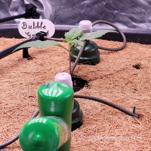 BubbleGum #1 growlog timeline photo