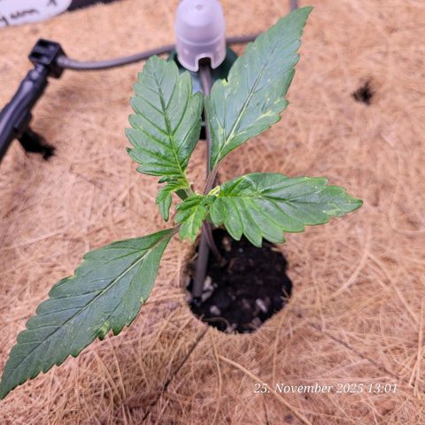 BubbleGum #1 growlog timeline photo