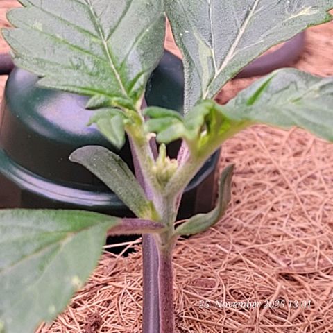 BubbleGum #1 growlog timeline photo