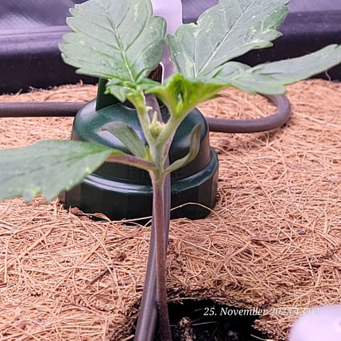BubbleGum #1 growlog timeline photo