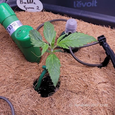 BubbleGum #2 growlog timeline photo