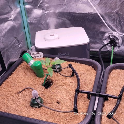 BubbleGum #2 growlog timeline photo