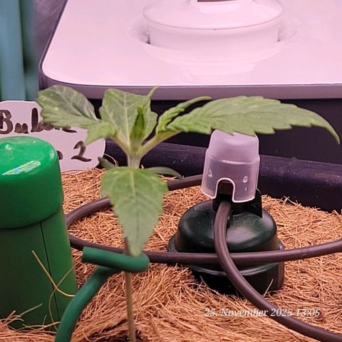 BubbleGum #2 growlog timeline photo