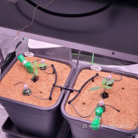 BubbleGum #2 growlog timeline photo