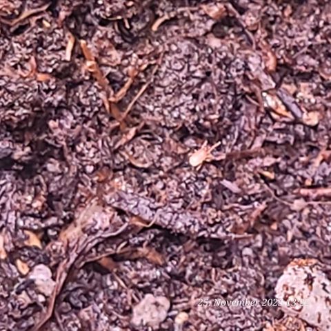 BubbleGum #2 growlog photo: Etwas an kleinst Tierchen heute entdeckt. Könnten die Raubmilben sein die vor Wochen schon in die Erde kamen