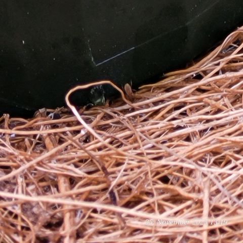 BubbleGum #2 growlog photo: Etwas an kleinst Tierchen heute entdeckt. Könnten die Raubmilben sein die vor Wochen schon in die Erde kamen
