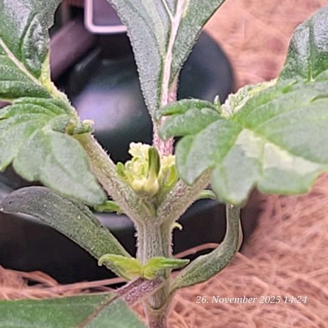 BubbleGum #1 growlog timeline photo