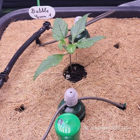 BubbleGum #1 growlog timeline photo