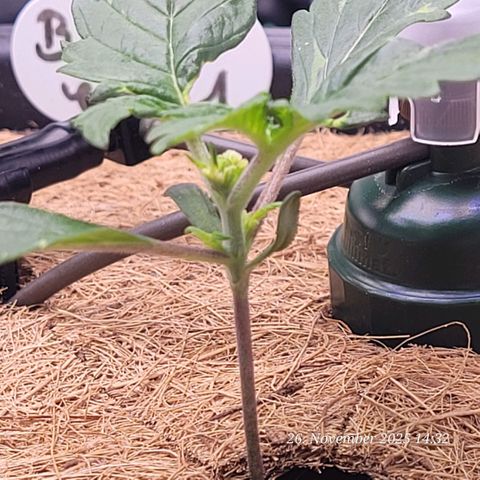BubbleGum #1 growlog timeline photo