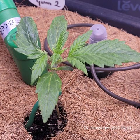 BubbleGum #2 growlog timeline photo