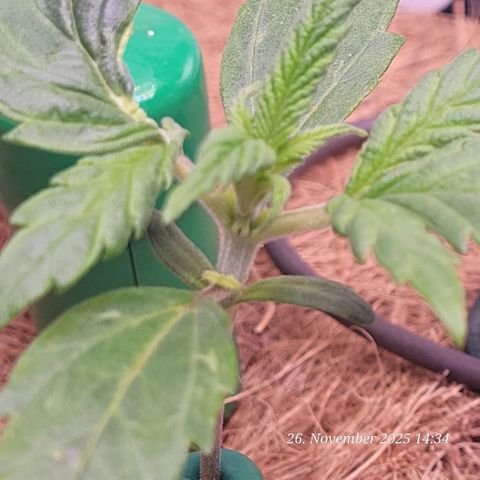BubbleGum #2 growlog timeline photo