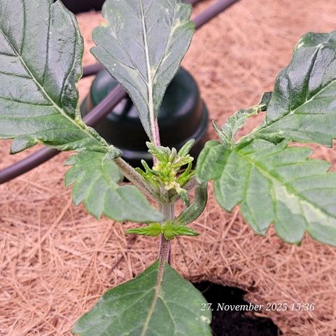 BubbleGum #1 growlog timeline photo