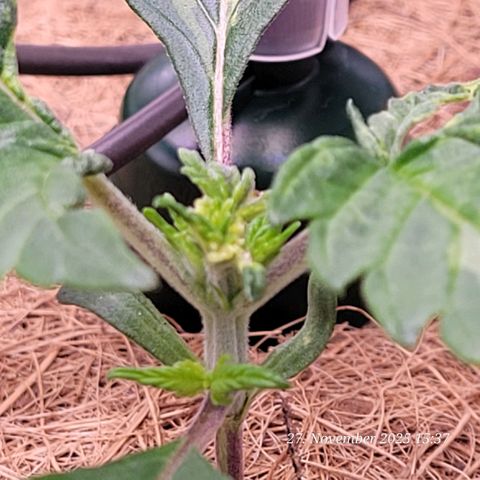 BubbleGum #1 growlog timeline photo