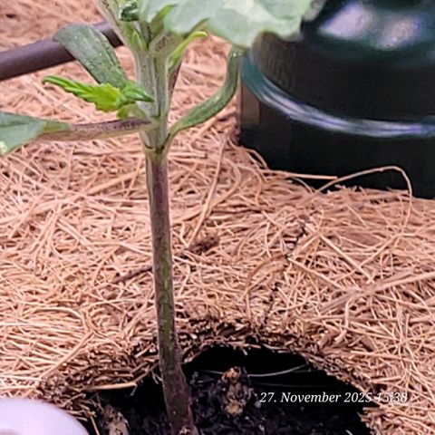 BubbleGum #1 growlog timeline photo