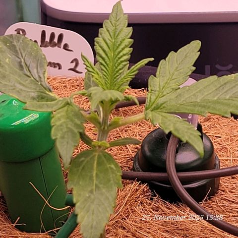 BubbleGum #2 growlog timeline photo