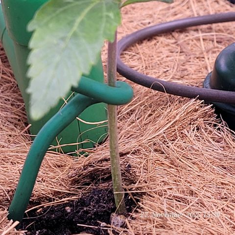 BubbleGum #2 growlog timeline photo