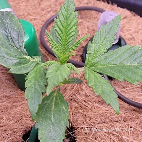 BubbleGum #2 growlog timeline photo