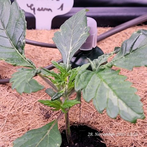 BubbleGum #1 growlog photo: Hier war aller Anfang schwer , aber schon die Getrige Vermutung zeigt heute mehr !
Sie ist auf dem Weg