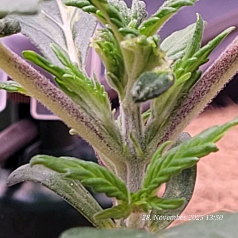 BubbleGum #1 growlog photo: Hier war aller Anfang schwer , aber schon die Getrige Vermutung zeigt heute mehr !
Sie ist auf dem Weg