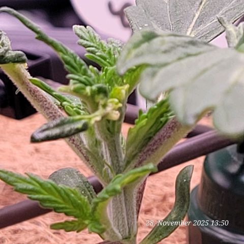 BubbleGum #1 growlog photo: Hier war aller Anfang schwer , aber schon die Getrige Vermutung zeigt heute mehr !
Sie ist auf dem Weg