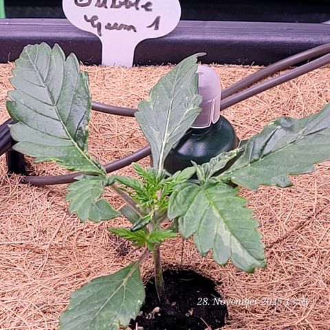 BubbleGum #1 growlog photo: Hier war aller Anfang schwer , aber schon die Getrige Vermutung zeigt heute mehr !
Sie ist auf dem Weg