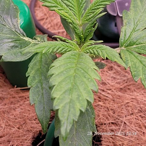 BubbleGum #2 growlog photo: Das erste 5 Finger Blattpaar.