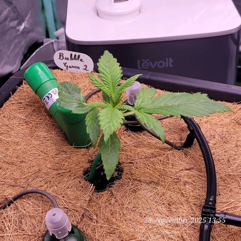 BubbleGum #2 growlog timeline photo