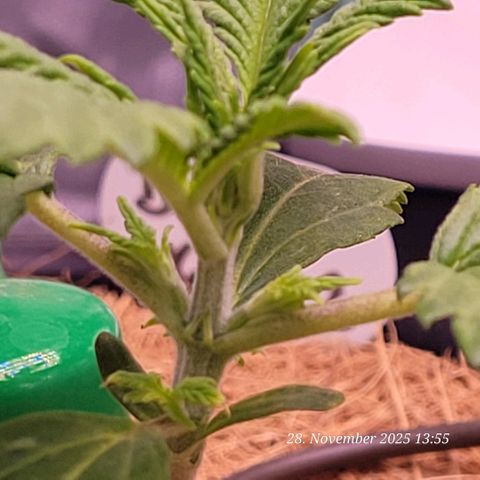 BubbleGum #2 growlog timeline photo