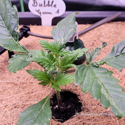 BubbleGum #1 growlog timeline photo