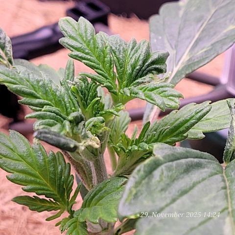 BubbleGum #1 growlog timeline photo