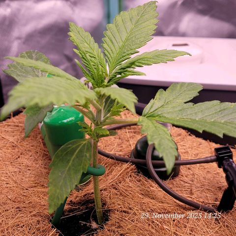 BubbleGum #2 growlog timeline photo