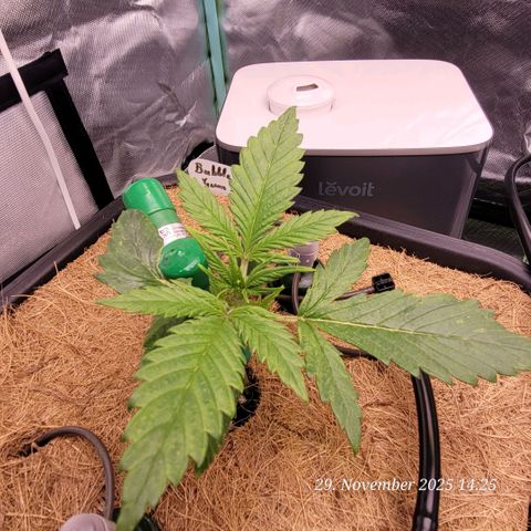 BubbleGum #2 growlog timeline photo