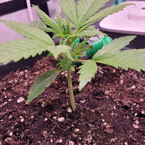 BubbleGum #2 growlog timeline photo