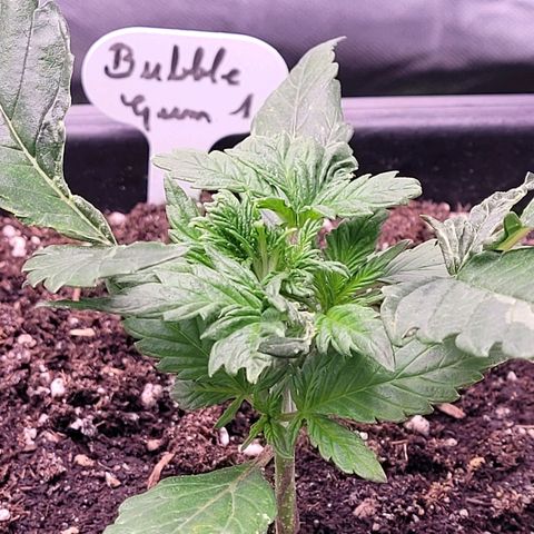 BubbleGum #1 growlog timeline photo