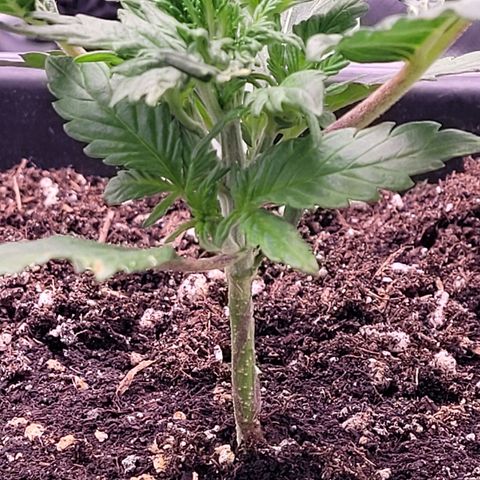 BubbleGum #1 growlog timeline photo