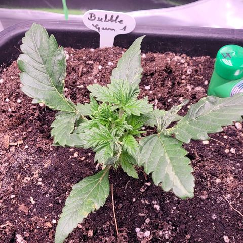 BubbleGum #1 growlog timeline photo