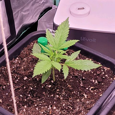 BubbleGum #2 growlog timeline photo