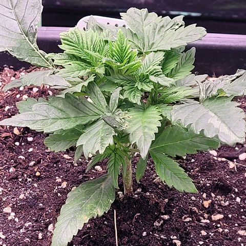 BubbleGum #1 growlog photo: Sie wächst weiter