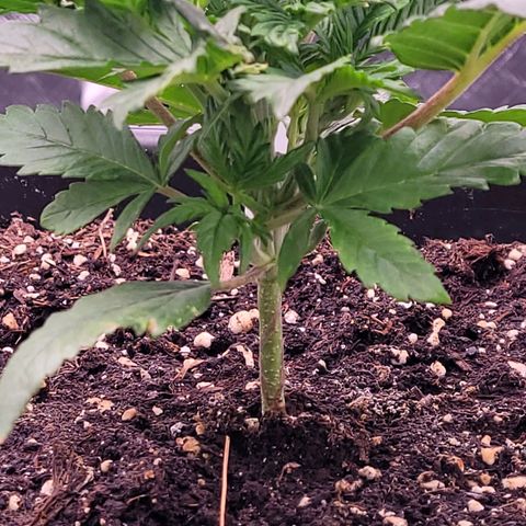 BubbleGum #1 growlog timeline photo
