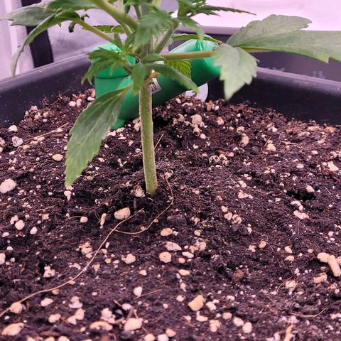 BubbleGum #2 growlog timeline photo