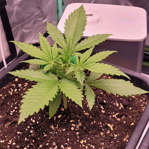 BubbleGum #2 growlog timeline photo