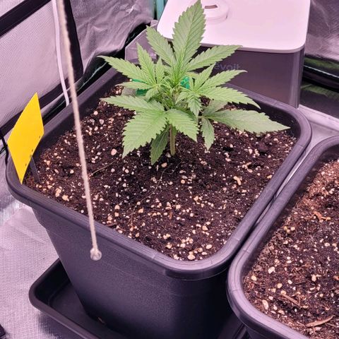 BubbleGum #2 growlog timeline photo